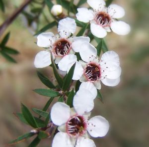 manuka