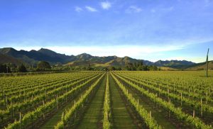 vignoble