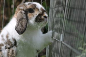 Comment choisir la cage de son lapin