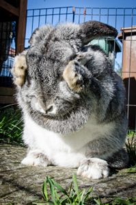 choisir la cage idéale pour votre lapin