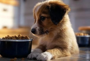 chiot avec croquettes dogfood.fr